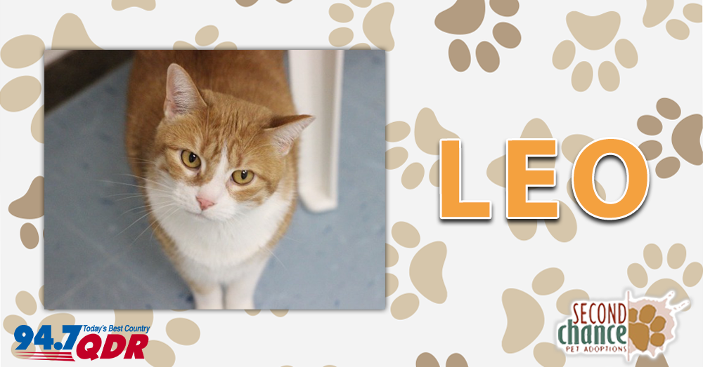 Fursday: Leo from Second Chance Pet Adoptions