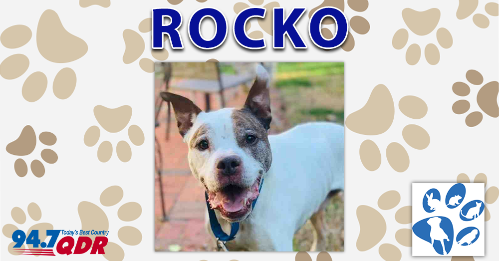Fursday: Rocko from Wake County Animal Center