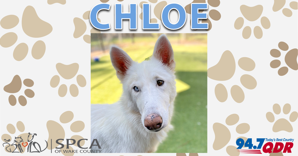 Fursday: Chloe from SPCA of Wake County