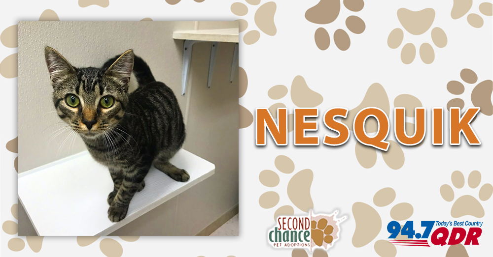 Fursday: Nesquik from Second Chance Pet Adoptions