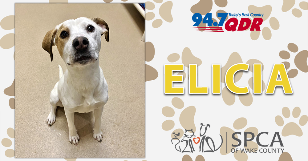 Fursday: Elicia from SPCA of Wake County