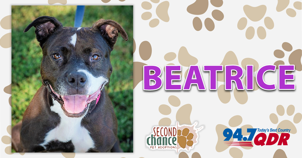 Fursday: Beatrice from Second Chance Pet Adoptions