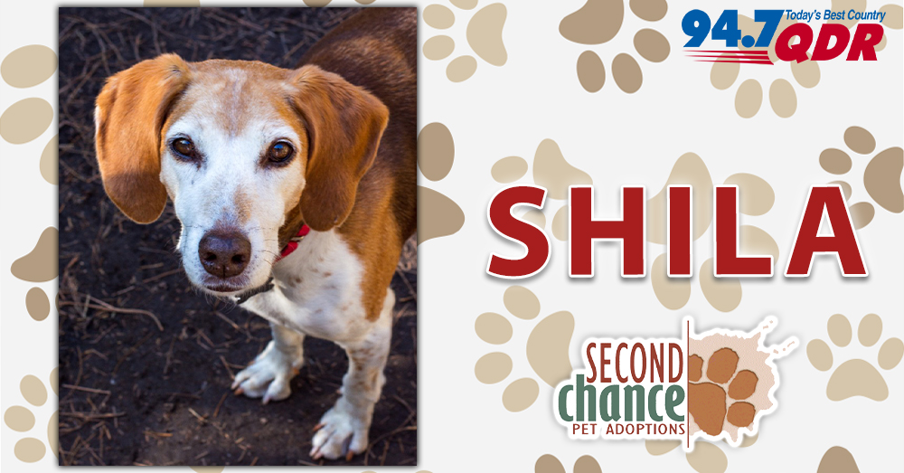 Fursday: Shila from Second Chance Pet Adoptions