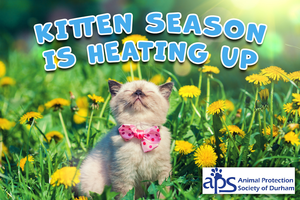 Kitten Season is Heating Up!