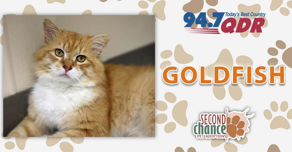 Fursday: Goldfish from Second Chance Pet Adoptions