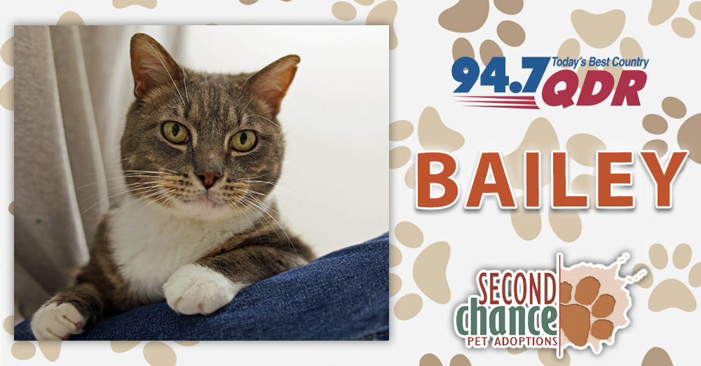 Fursday: Bailey from Second Chance Pet Adoptions