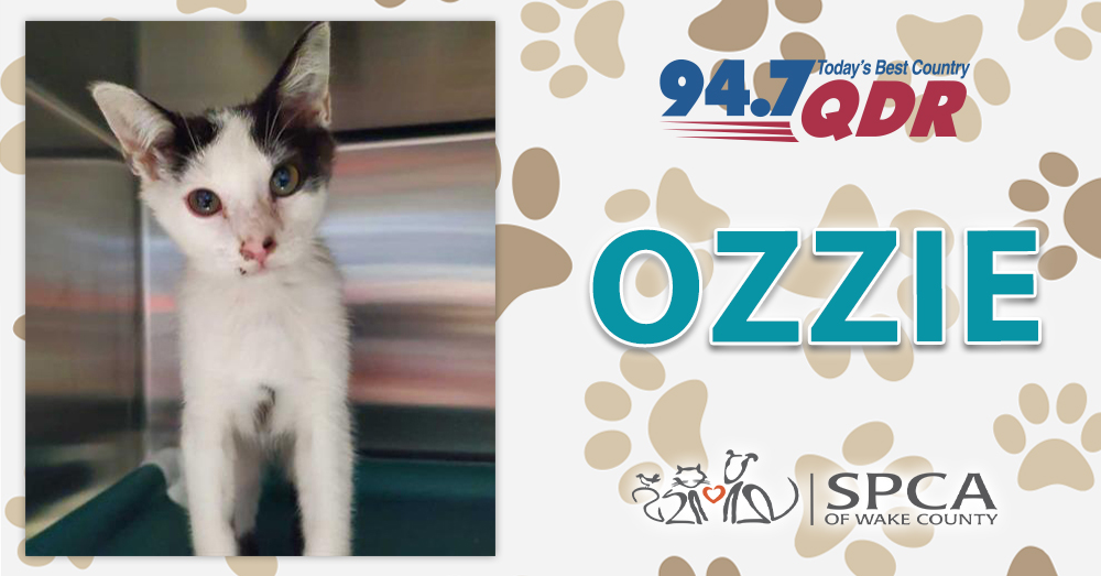 Fursday: Ozzie from SPCA of Wake County