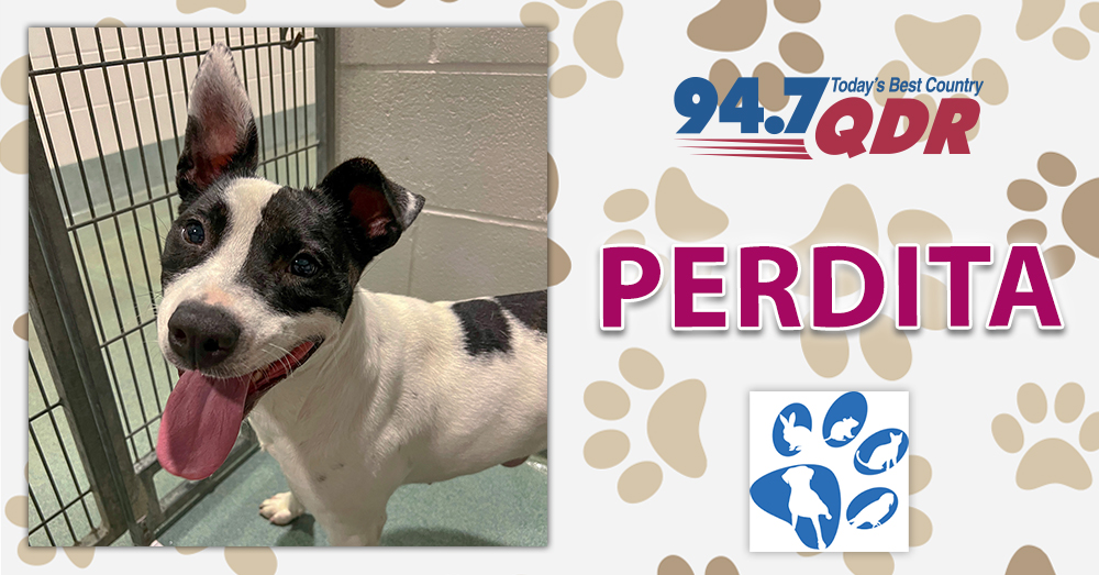 Fursday: Perdita from Wake County Animal Center!