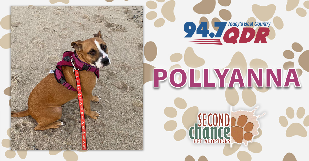 Fursday: Pollyanna from Second Chance Pet Adoptions!