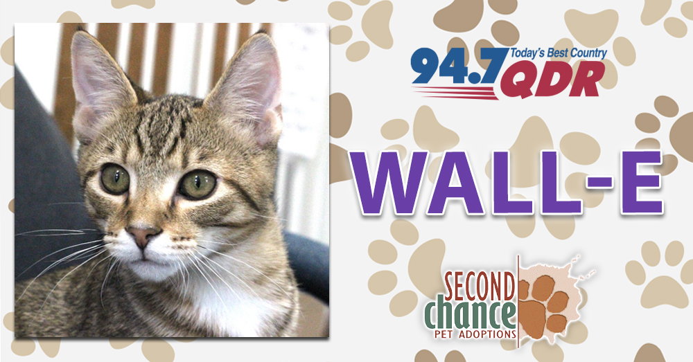 Fursday: Wall-E from Second Chance Pet Adoptions!