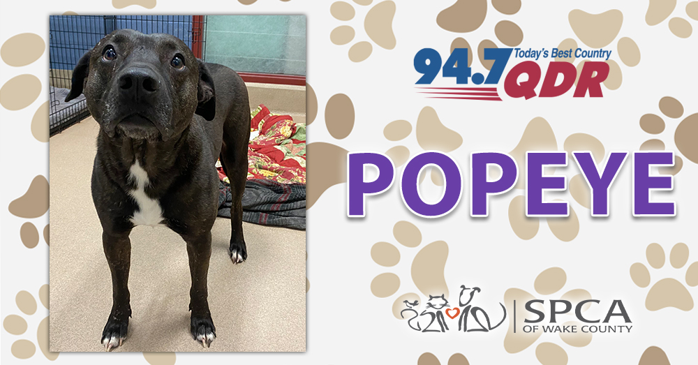 Fursday: Meet Popeye from SPCA of Wake County!