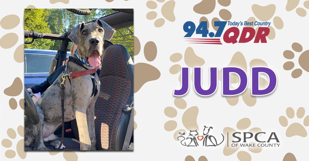 Fursday: Meet Judd from SPCA of Wake County!