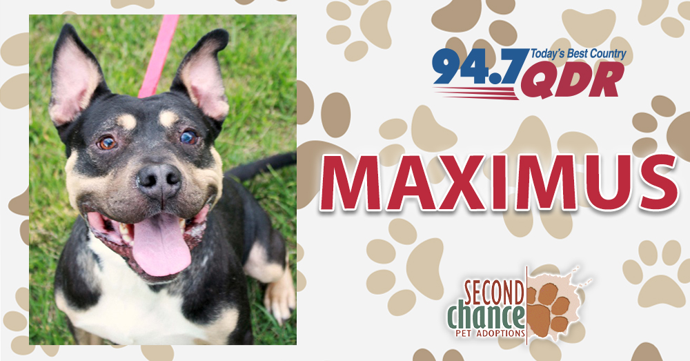 Fursday: Maximus from Second Chance Pet Adoptions!