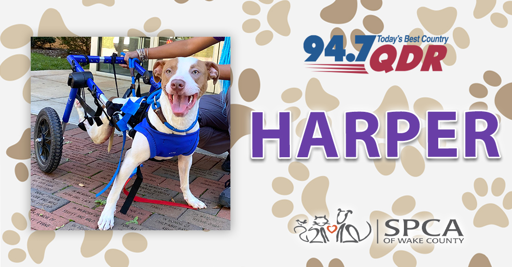 Fursday: Meet Harper from SPCA of Wake County!
