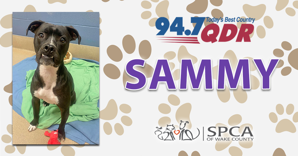 Fursday: Meet Sammy from SPCA of Wake County!