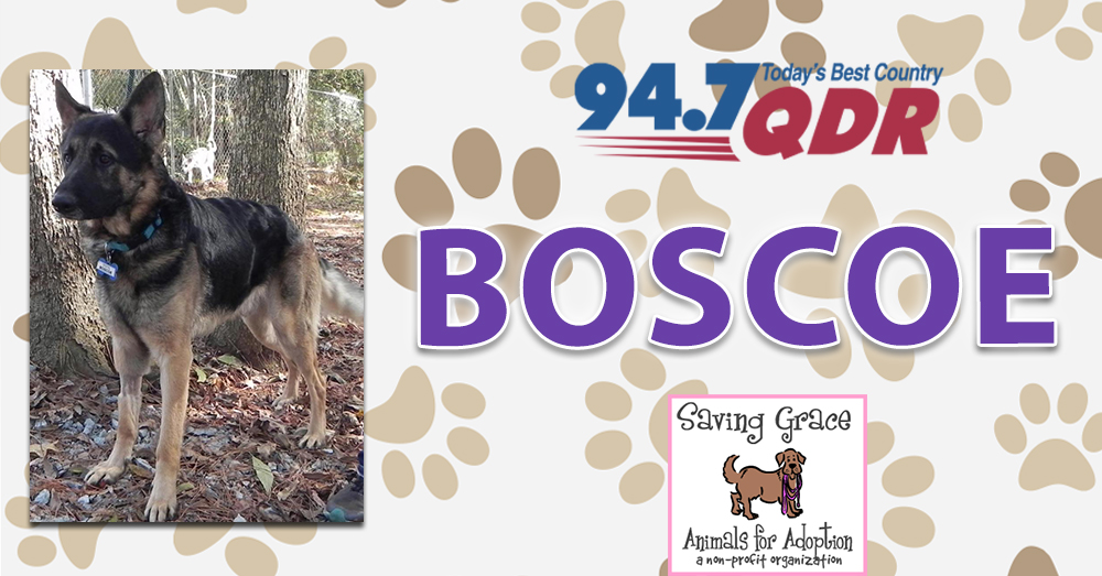 Fursday: Meet Boscoe from Saving Grace of Wake County!