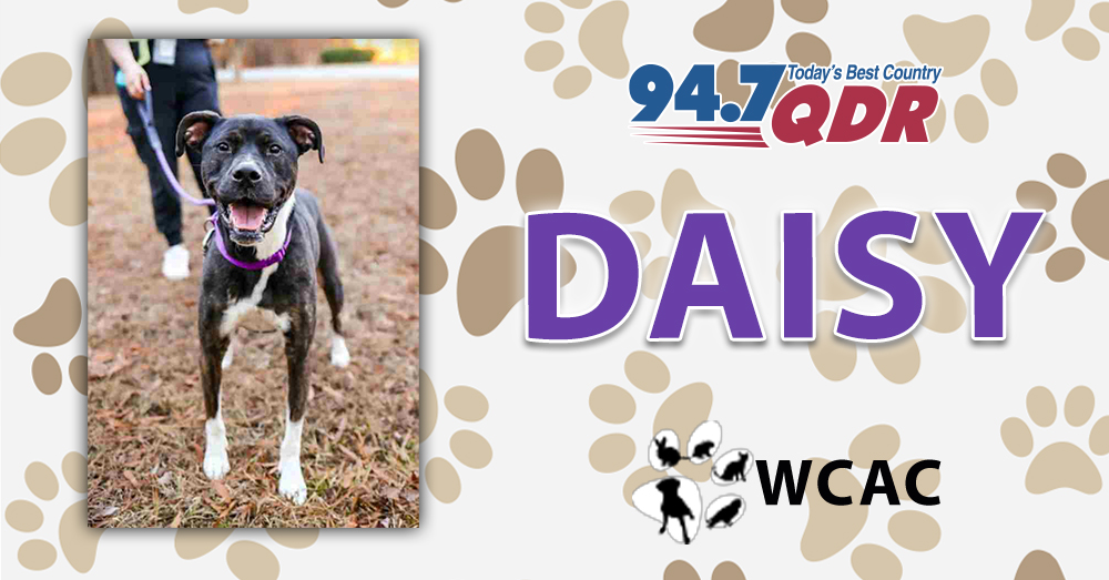 Fursday: Meet Daisy from Wake County Animal Center!