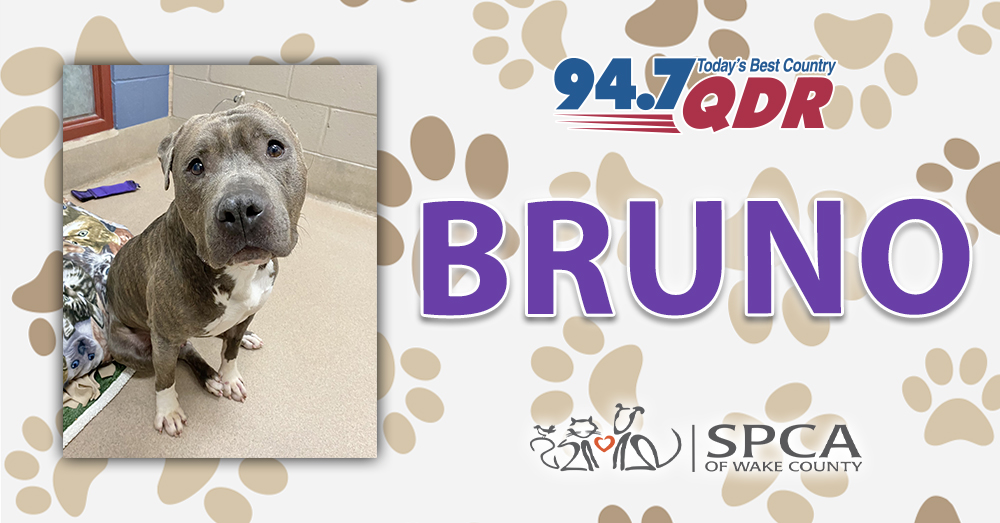 Fursday: Meet Bruno from SPCA of Wake County!