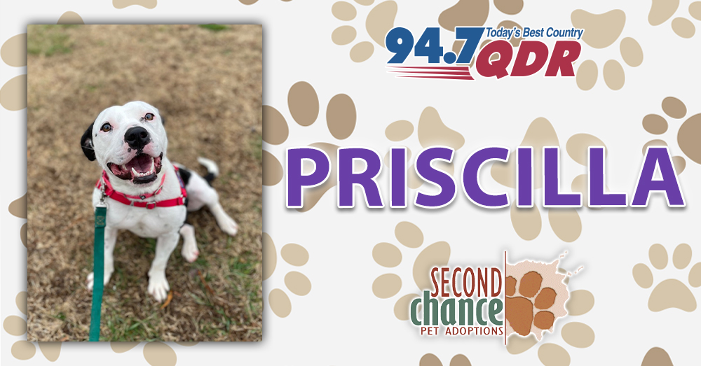 Fursday: Meet Priscilla from Second Chance!