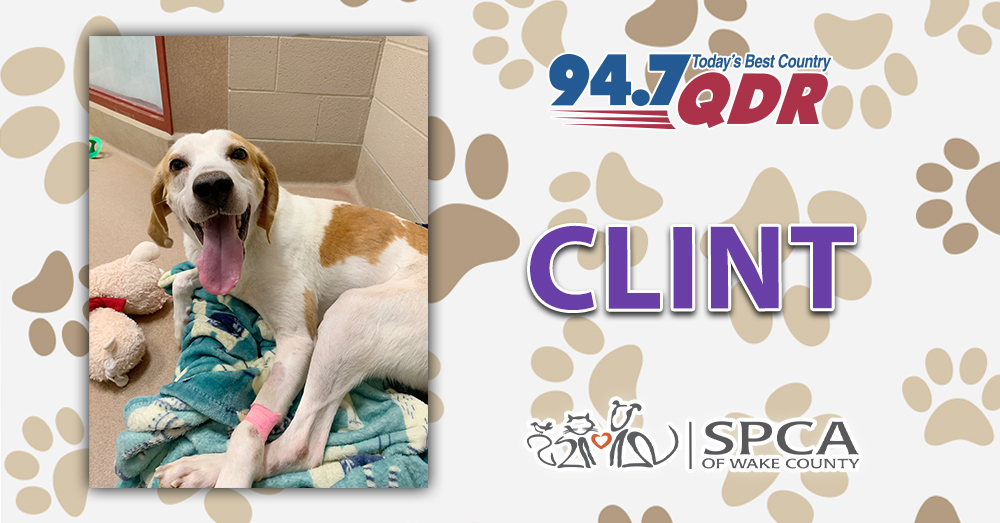 Fursday: Meet Clint from SPCA of Wake County!