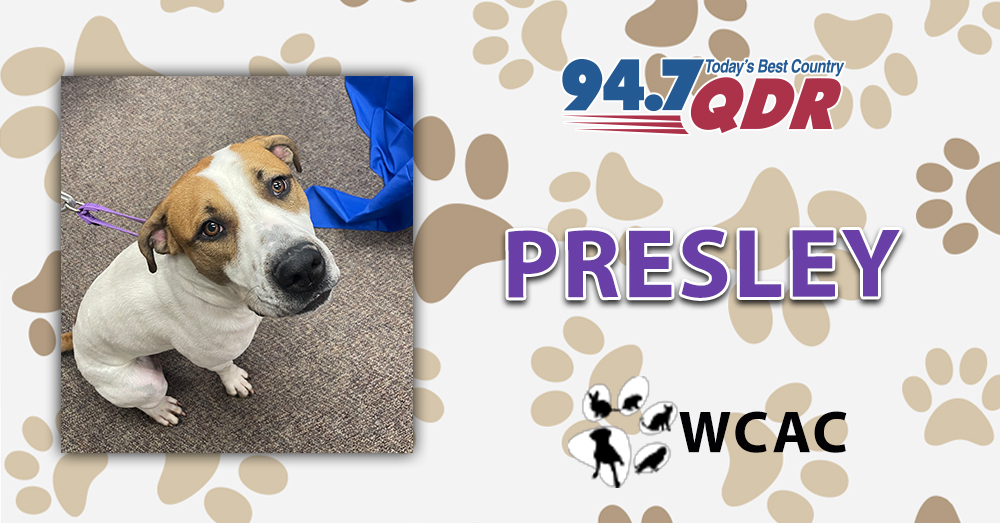 Fursday: Meet Presley from the Wake County Animal Center!