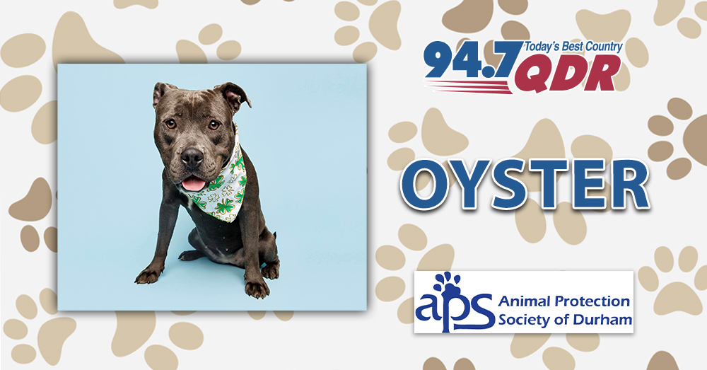 Fursday: Meet Oyster from the APS of Durham!