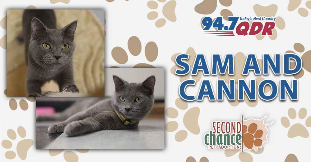 Fursday: Meet Sam and Cannon from Second Chance!