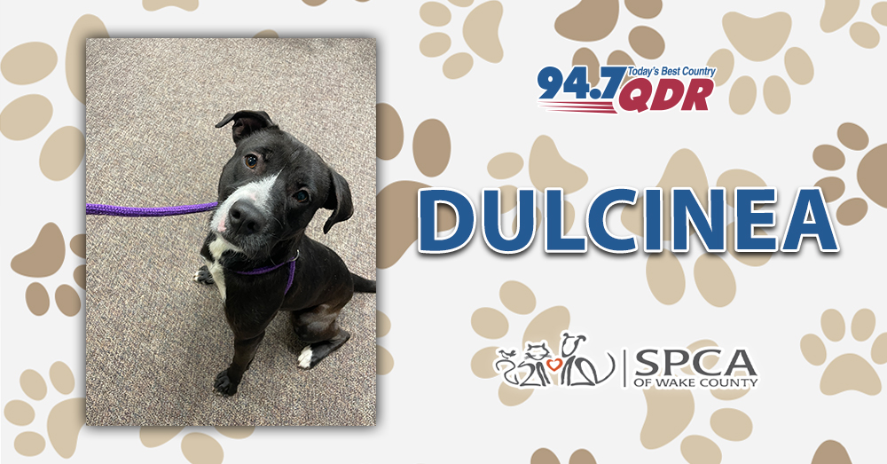 Fursday: Meet Dulcinea from the Wake County Animal Center!
