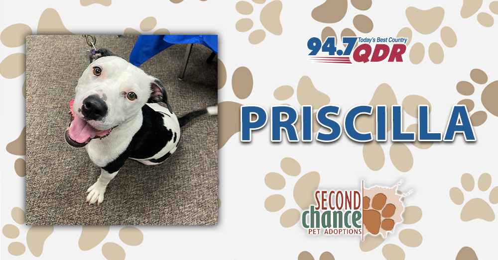 Fursday: Meet Priscilla from Second Chance!