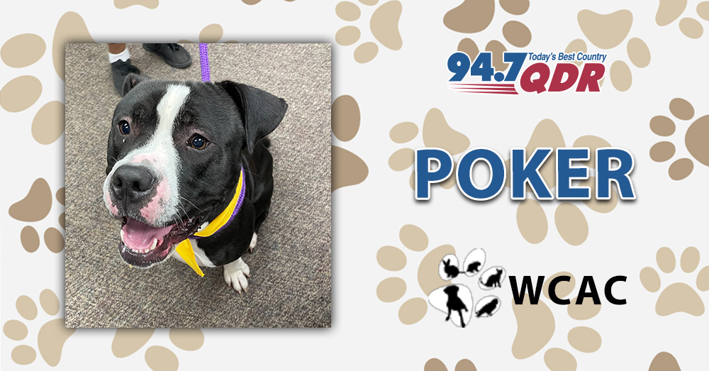Fursday: Meet Poker from the Wake County Animal Center!