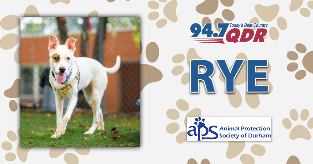 Fursday: Meet Rye from the APS of Durham!