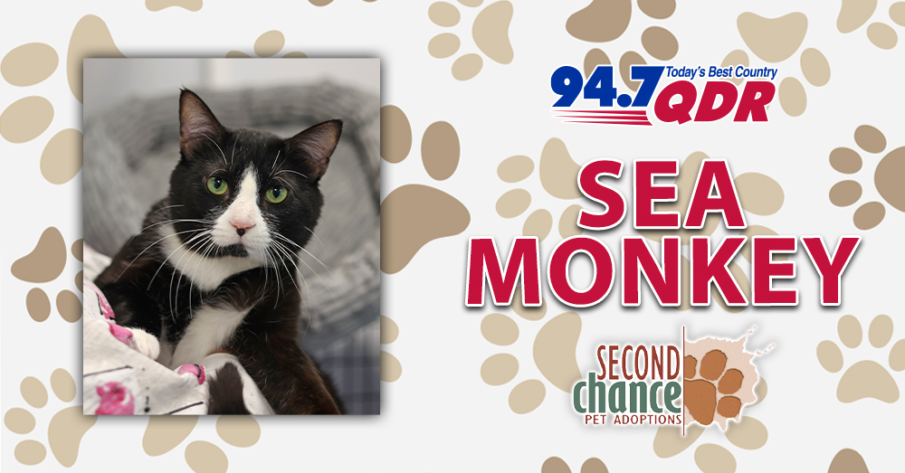 Fursday: Meet Sea Monkey from Second Chance!
