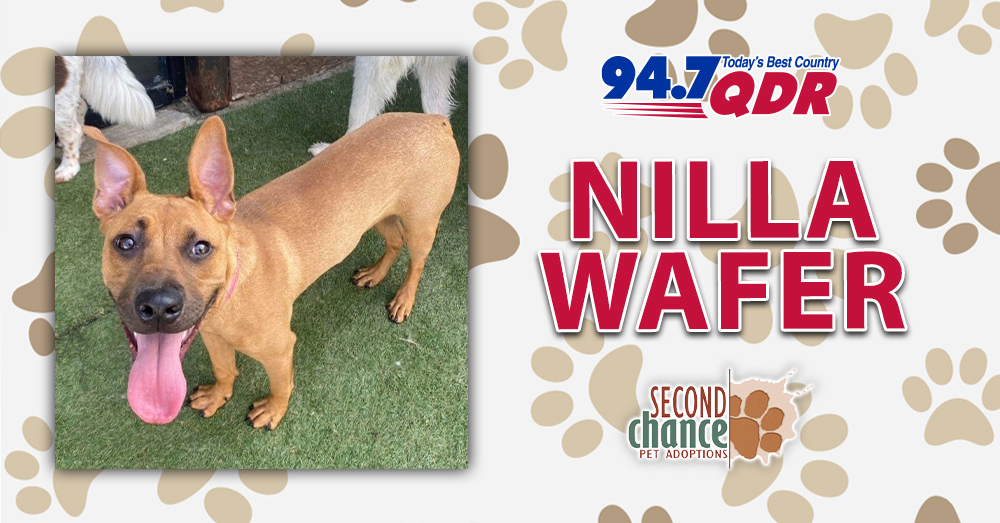 Fursday: Meet Nilla Wafer from Second Chance!