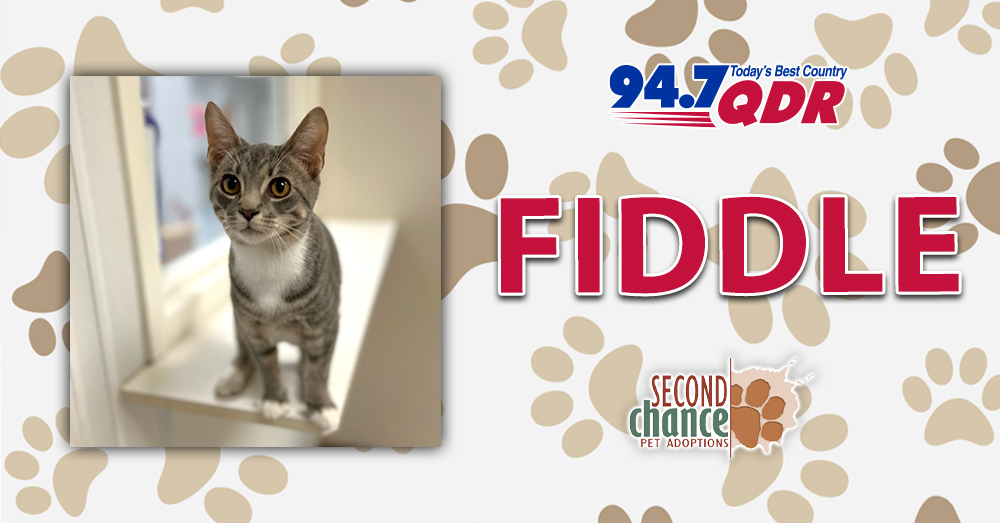 Fursday: Meet Fiddle from Second Chance!