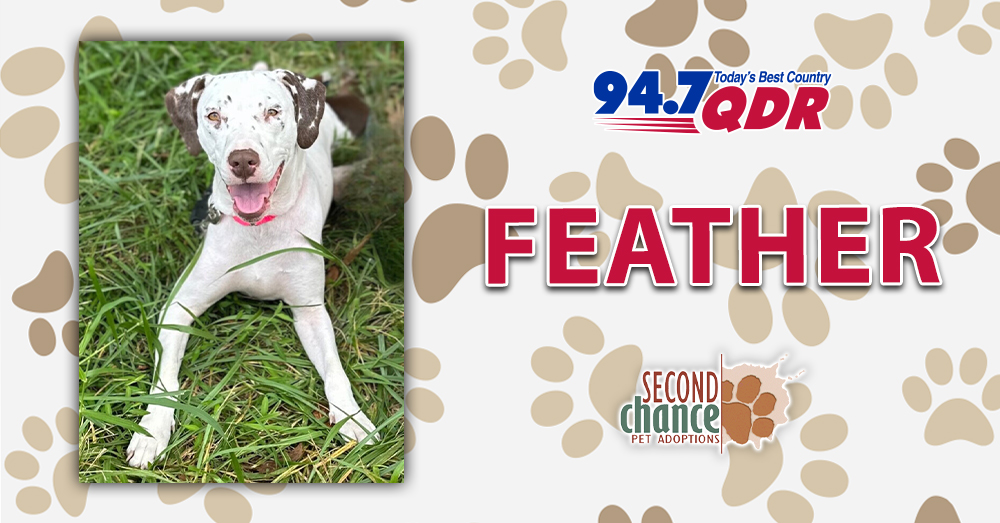 Fursday: Meet Feather from Second Chance!