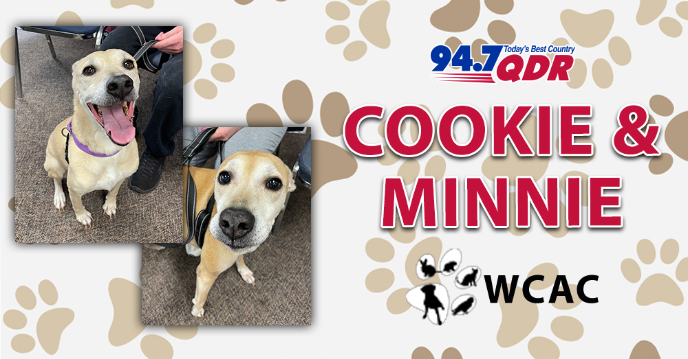 Fursday: Meet Cookie and Minnie from Wake County Animal Center!