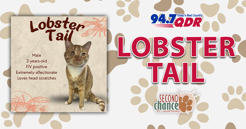 Fursday: Meet Lobster Tail from Second Chance!