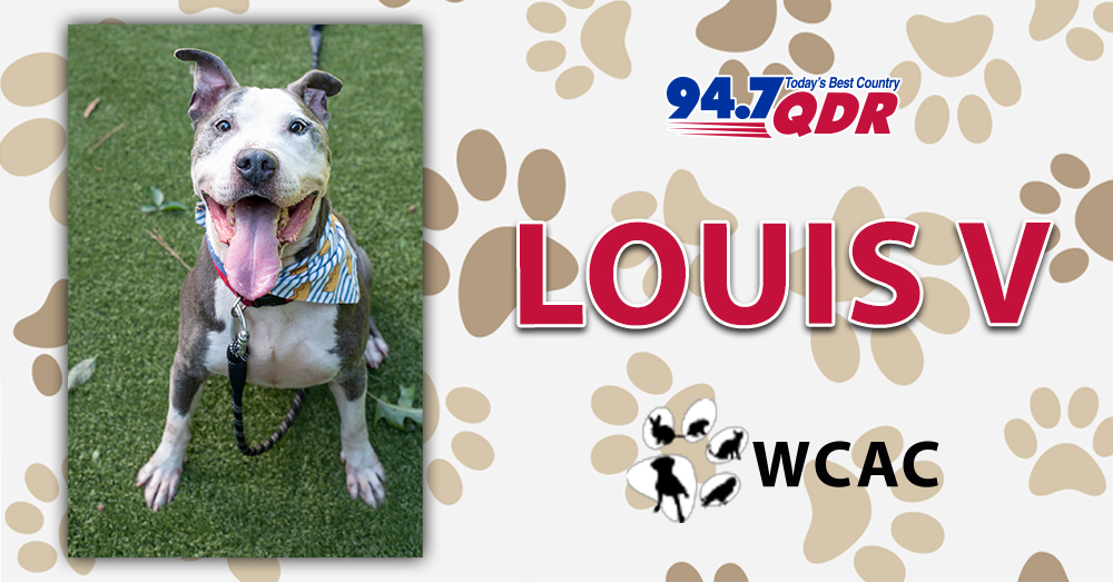 Fursday: Meet Louis v. from the Wake County Animal Center!