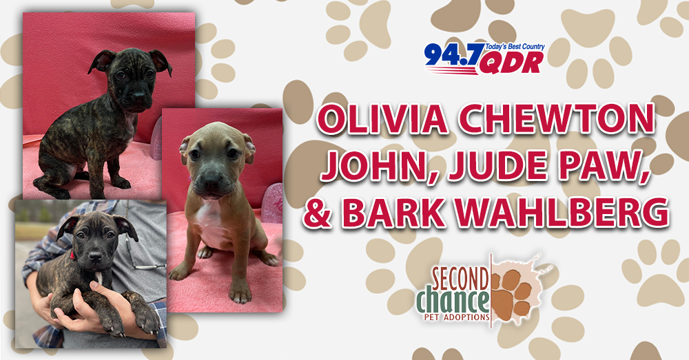 Fursday: Meet Olivia Chewton John, Jude Paw, and Bark Wahlberg from Second Chance!