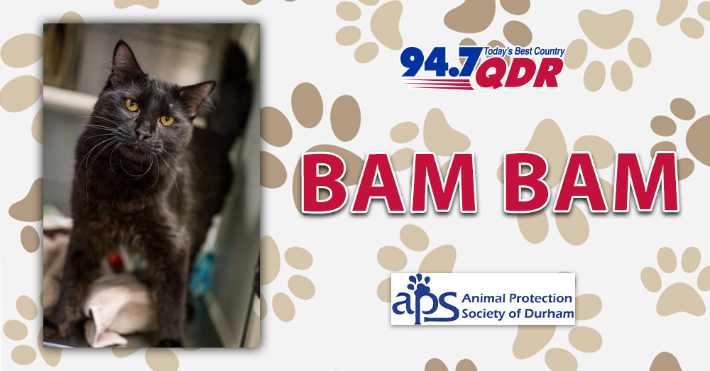 Fursday: Meet Bam Bam from APS of Durham!