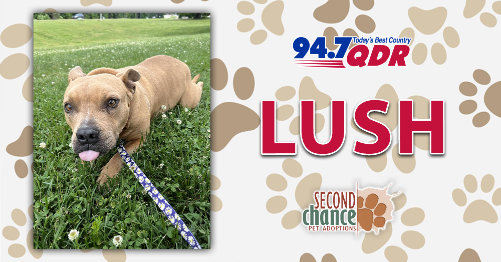 Fursday: Meet Lush from Second Chance!