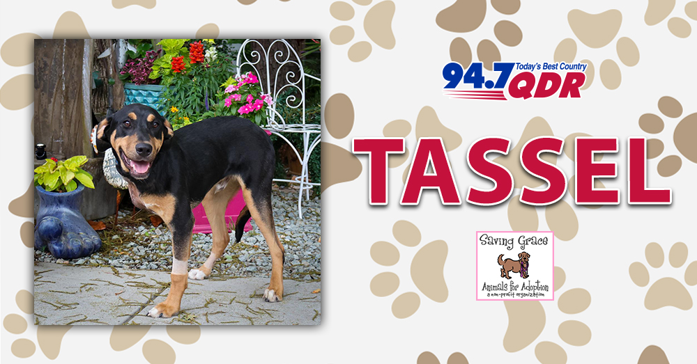 Fursday: Meet Tassel from Saving Grace!