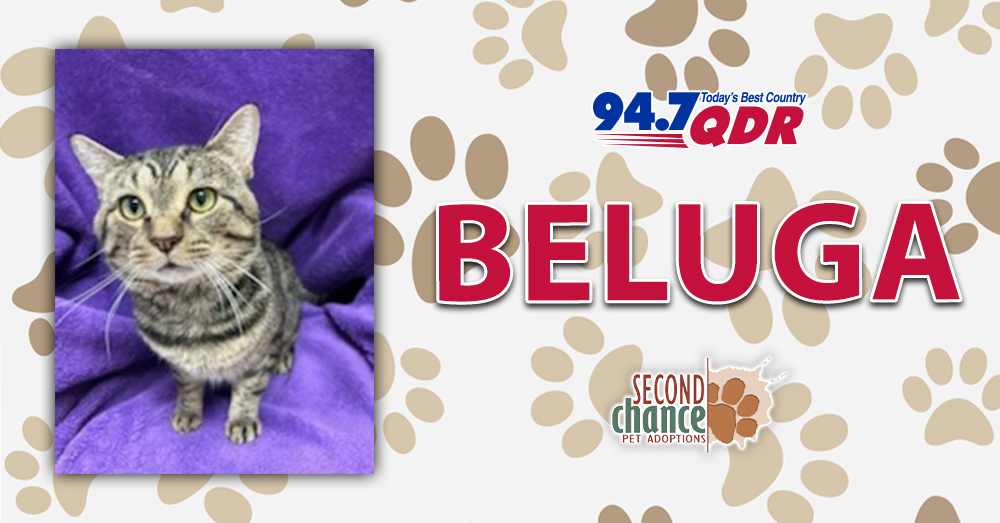 Fursday: Meet Beluga from Second Chance!