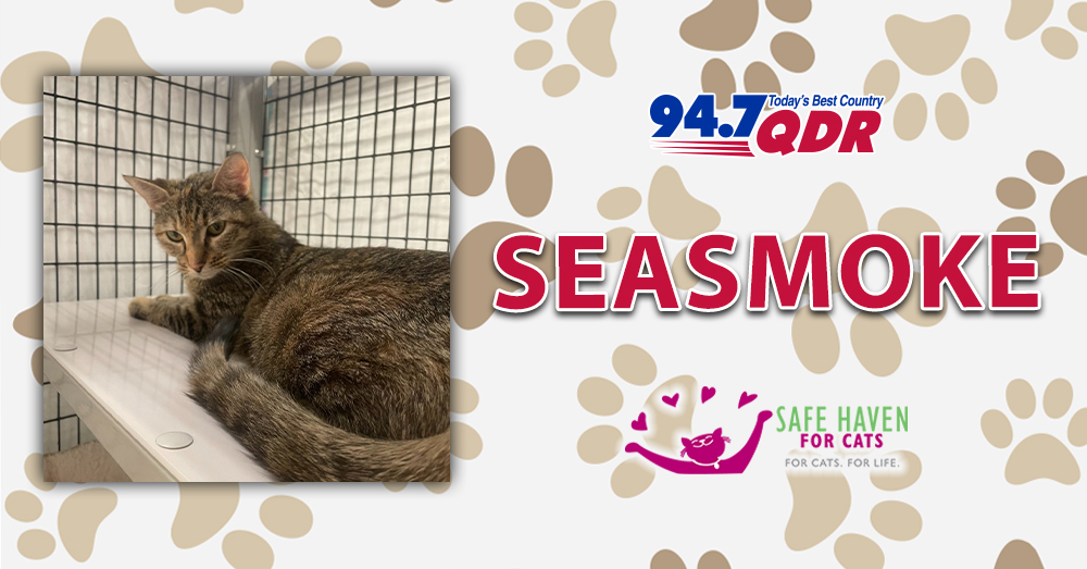 Fursday: Meet Seasmoke from Safe Haven for Cats!