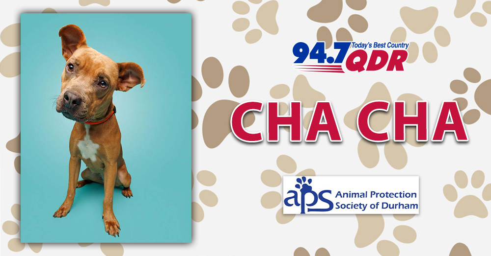 Fursday: Meet Cha Cha from APS of Durham!