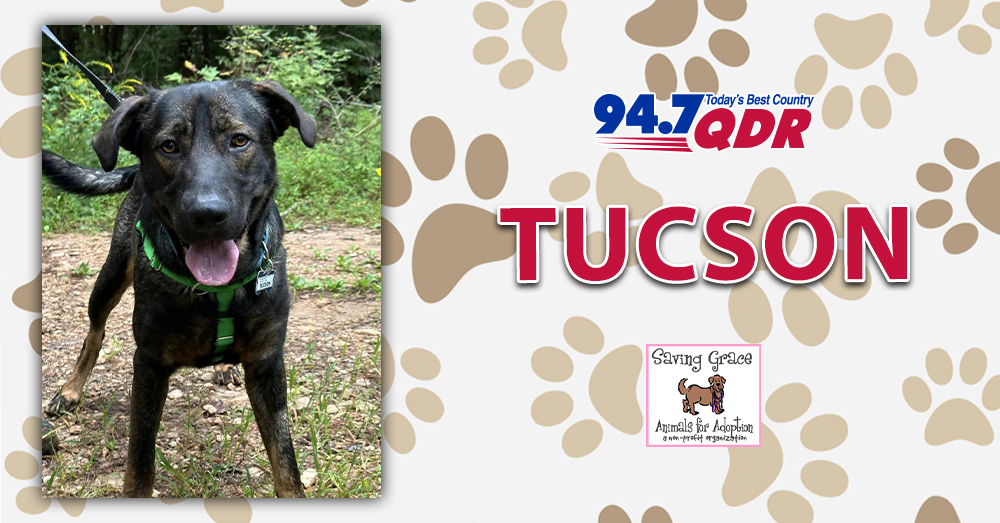 Fursday: Meet Tucson from Saving Grace!