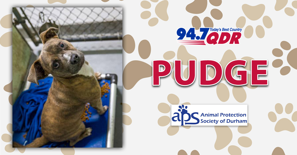 Fursday: Meet Pudge from APS of Durham!