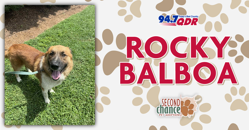 Fursday: Meet Rocky Balboa from Second Chance!