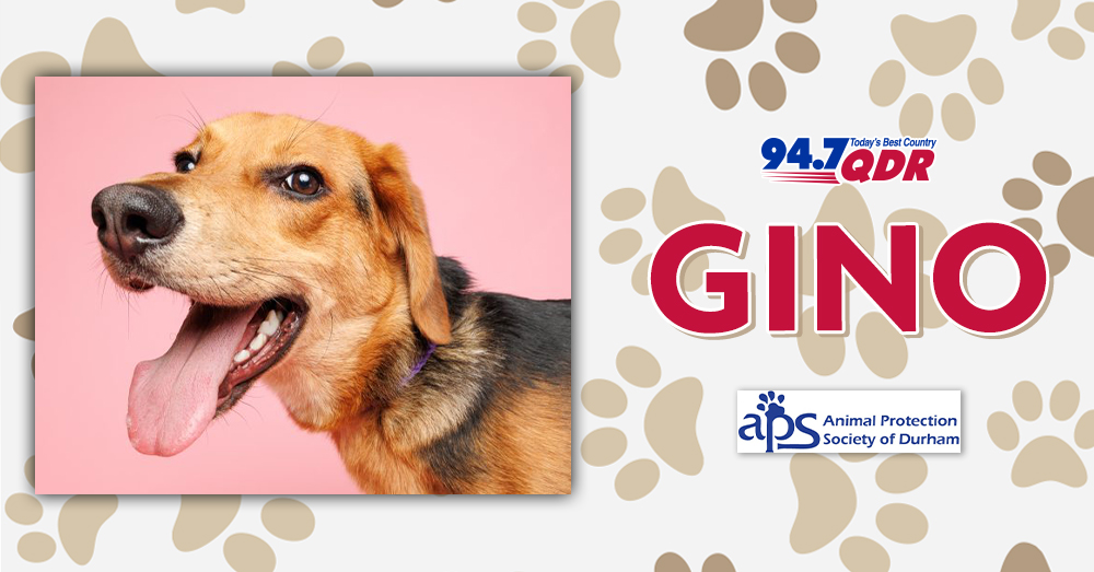 Fursday: Meet Gino from APS of Durham!