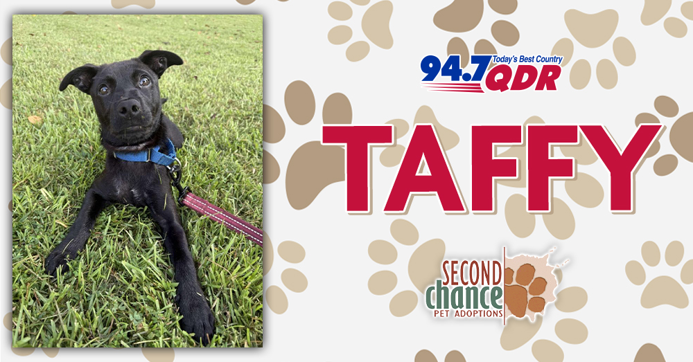 Fursday: Meet Taffy from Second Chance!
